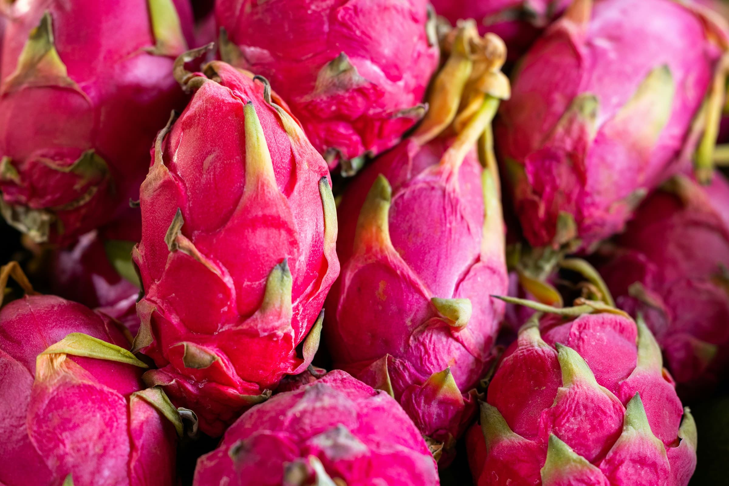 Premium Dragon Fruit Exporter & Supplier