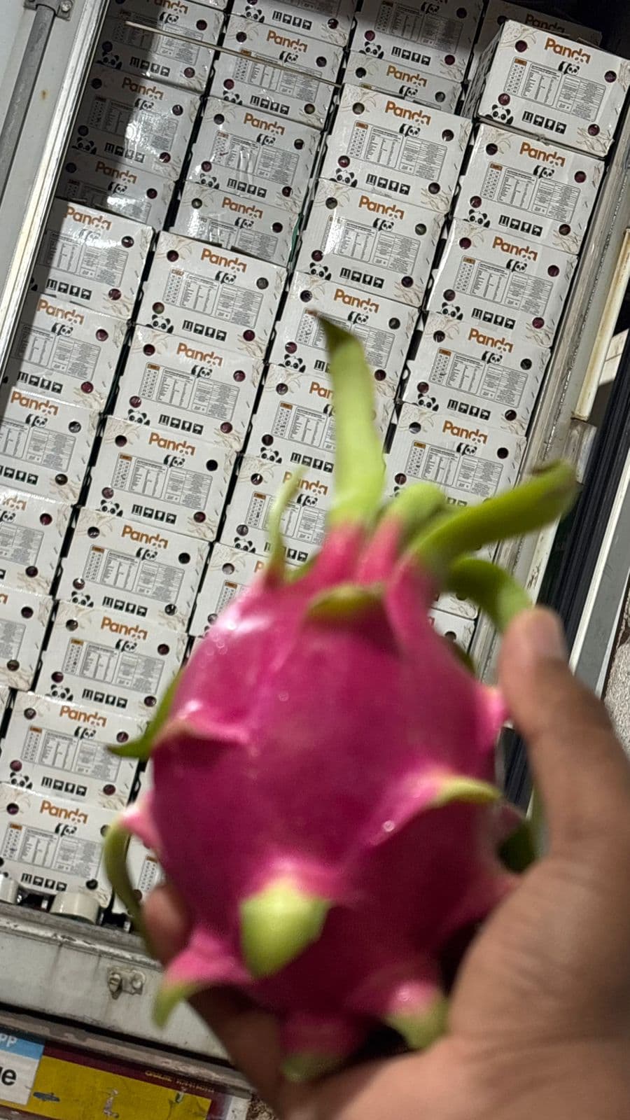 Dragon Fruit
